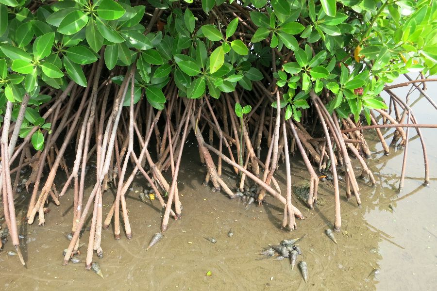 100 photo gallery.JPG